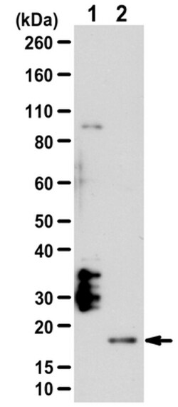 MilliporeSigma Rabbit anti-IL-21, Polyclonal, 100&mu;g:Antibodies, Polyclonal